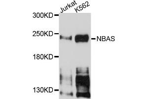 Western blot analysis of extracts of various cell lines, using NBAS antibody (ABIN5972726) at 1/1000 dilution. (NBAS Antikörper)