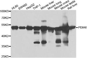 Western blot analysis of extracts of various cell lines, using PDIA6 antibody. (PDIA6 Antikörper)