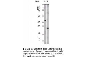 Image no. 1 for anti-Apolipoprotein M (APOM) antibody (ABIN232116) (Apolipoprotein M Antikörper)