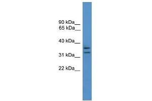 WB Suggested Anti-SCAMP3 Antibody Titration: 0.