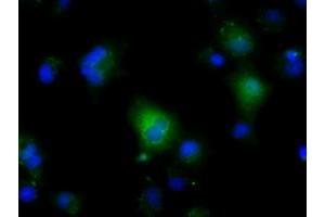 Anti-NIT2 mouse monoclonal antibody (ABIN2453355) immunofluorescent staining of COS7 cells transiently transfected by pCMV6-ENTRY NIT2 (RC210660). (NIT2 Antikörper)