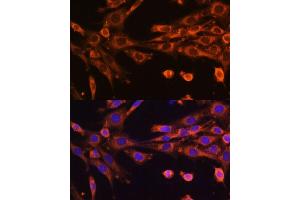 Immunofluorescence analysis of NIH-3T3 cells using SUPV3L1 Polyclonal Antibody (ABIN6132844, ABIN6148741, ABIN6148742 and ABIN6225286) at dilution of 1:100 (40x lens). (SUPV3L1 Antikörper  (AA 577-786))