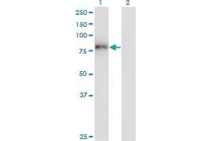 Western Blot analysis of ZNF175 expression in transfected 293T cell line by ZNF175 monoclonal antibody (M01), clone 1C2. (ZNF175 Antikörper  (AA 81-178))