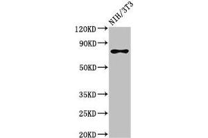 Western Blot Positive WB detected in: NIH/3T3 whole cell lysate All lanes: SFPQ antibody at 3 μg/mL Secondary Goat polyclonal to rabbit IgG at 1/50000 dilution Predicted band size: 77, 73 kDa Observed band size: 77 kDa (SFPQ Antikörper  (AA 499-598))