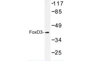 Image no. 1 for anti-Forkhead Box D3 (FOXD3) antibody (ABIN272260) (FOXD3 Antikörper)