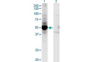 Western Blotting (WB) image for anti-Mitogen-Activated Protein Kinase Kinase 5 (MAP2K5) (AA 1-448) antibody (ABIN562429)