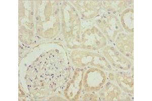 Immunohistochemistry of paraffin-embedded human kidney tissue using ABIN7142053 at dilution of 1:100
