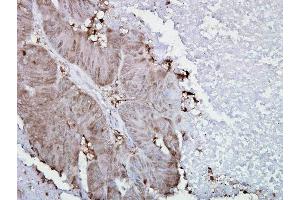 Immunohistochemistry analysis using Mouse Anti-Hsp90 alpha Monoclonal Antibody, Clone K41009 . (HSP90AA2 Antikörper  (AA 604-731) (Atto 594))