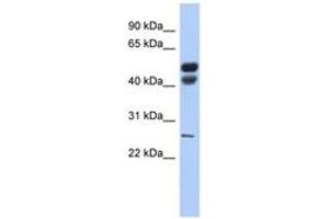 Image no. 1 for anti-Lipase, Gastric (LIPF) (AA 35-84) antibody (ABIN6743471) (LIPF Antikörper  (AA 35-84))
