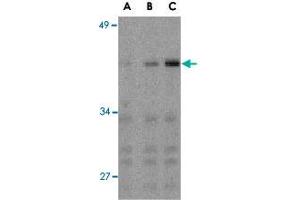 Western blot analysis of IRF3 in Ramos whole cell lysate with IRF3 polyclonal antibody  at (A) 1, (B) 2, and (C) 4 ug/mL .