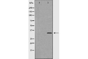 Western blot analysis of Cyclin D2 (Phospho-Thr280) expression in 293 cells. (Cyclin D2 Antikörper  (pThr280))
