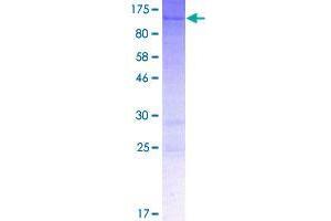 SYDE1 Protein (AA 1-668) (GST tag)