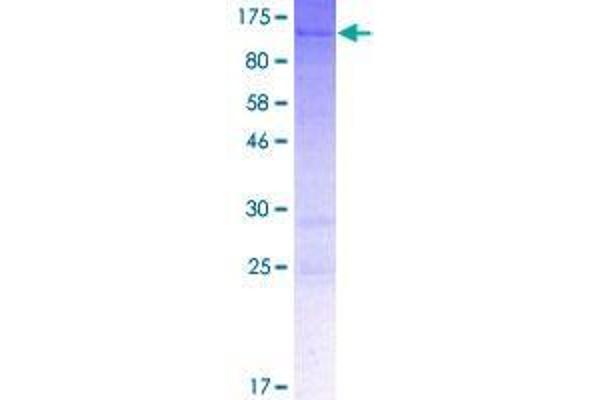SYDE1 Protein (AA 1-668) (GST tag)