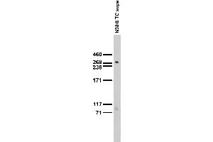 Adult rat brain membrane immunoblot.