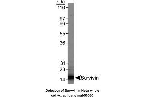 Image no. 1 for anti-Baculoviral IAP Repeat-Containing 5 (BIRC5) antibody (ABIN363214) (Survivin Antikörper)