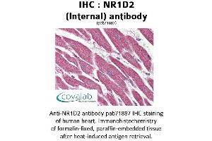 Image no. 2 for anti-Nuclear Receptor Subfamily 1, Group D, Member 2 (NR1D2) (Internal Region) antibody (ABIN1737498)