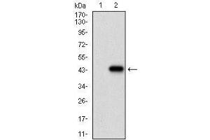 Western blot analysis using CDX2 mAb against HEK293 (1) and CDX2 (AA: 176-303)-hIgGFc transfected HEK293 (2) cell lysate. (CDX2 Antikörper  (AA 176-303))