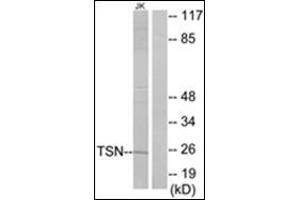 Western blot analysis of extracts from Jurkat cells using TSN Antibody . (Translin Antikörper  (Internal Region))