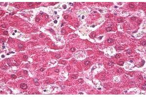 Anti-TROVE2 antibody IHC staining of human liver. (TROVE2 Antikörper)