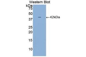 Western Blotting (WB) image for anti-alpha-2-HS-Glycoprotein (AHSG) (AA 19-300) antibody (ABIN1077777) (Fetuin A Antikörper  (AA 19-300))