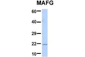 Host:  Rabbit  Target Name:  MAFG  Sample Type:  293T  Antibody Dilution:  1. (Mafg Antikörper  (Middle Region))
