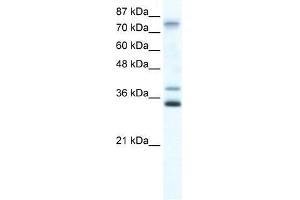 ZNF570 antibody used at 0. (ZNF570 Antikörper  (N-Term))