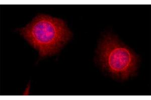 Indirect immunofluorescence on 3T3 cells (dilution 1 : 200; red). (PSMD8 Antikörper  (AA 4-232))