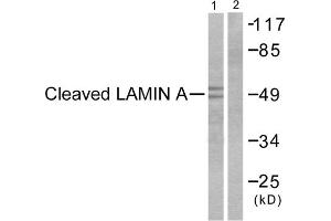 Western blot analysis of extracts from NIH/3T3cells, treated with Etoposide (25 μM, 60mins), using Lamin A (Cleaved-Asp230) Antibody (ABIN5978456). (Lamin A/C Antikörper  (Cleaved-Asp230, Internal Region))