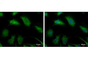 Immunofluorescence (IF) image for anti-Glyoxalase I (GLO1) antibody (ABIN2856190)