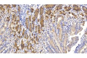 Detection of MUC5AC in Mouse Stomach Tissue using Polyclonal Antibody to Mucin 5 Subtype AC (MUC5AC) (MUC5AC Antikörper  (AA 430-549))