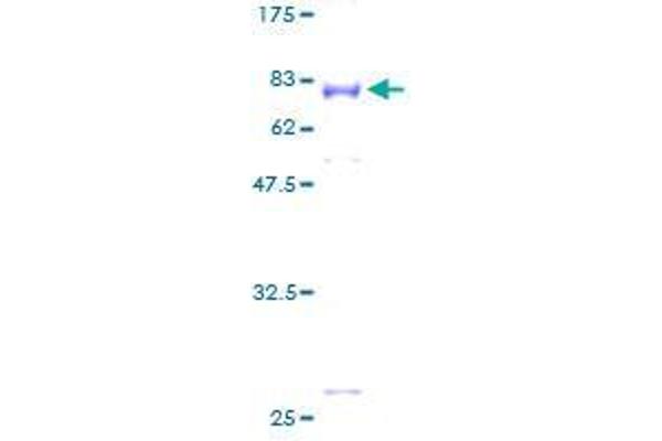 BRF2 Protein (AA 1-419) (GST tag)