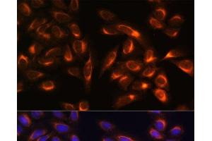 Immunofluorescence analysis of U-2 OS cells using PTCD1 Polyclonal Antibody at dilution of 1:100. (PTCD1 Antikörper)