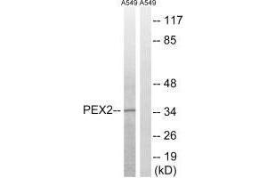 Western blot analysis of extracts from A549 cells, using PXMP3 antibody. (PEX2 Antikörper  (N-Term))