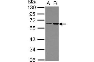 Image no. 2 for anti-FERM Domain Containing 8 (FRMD8) (AA 217-452) antibody (ABIN1501889) (FRMD8 Antikörper  (AA 217-452))