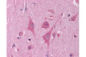 Anti-HNRNPUL1 / HNRPUL1 antibody IHC of human brain, cortex. (HNRNPUL1 Antikörper  (AA 48-97))