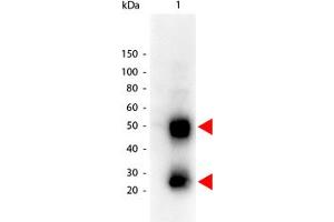 Image no. 1 for Goat anti-Mouse IgG (Whole Molecule) antibody (HRP) (ABIN300663) (Ziege anti-Maus IgG (Whole Molecule) Antikörper (HRP))
