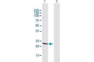 Western Blot analysis of HN1 expression in transfected 293T cell line by HN1 MaxPab polyclonal antibody. (HN1 Antikörper  (AA 1-154))