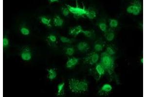 Anti-GSTT2 mouse monoclonal antibody (ABIN2453094) immunofluorescent staining of COS7 cells transiently transfected by pCMV6-ENTRY GSTT2 (RC200040). (GSTT2 Antikörper)