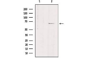 Western Blotting (WB) image for anti-Solute Carrier Family 7 (Cationic Amino Acid Transporter, Y+ System), Member 4 (SLC7A4) (C-Term) antibody (ABIN6257777)