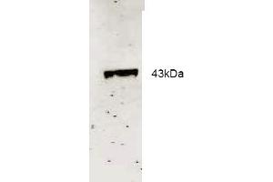 Western blot analysis using Rockland Immunochemical's Affinity Purified anti-Neu2 antibody to detect recombinant His tagged Neu-2 (1. (NEU2 Antikörper  (AA 110-124))