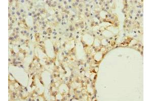 Immunohistochemistry of paraffin-embedded human adrenal gland tissue using ABIN7167298 at dilution of 1:100 (RAB33A Antikörper  (AA 1-237))