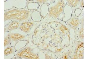 Immunohistochemistry of paraffin-embedded human kidney tissue using ABIN7156326 at dilution of 1:100