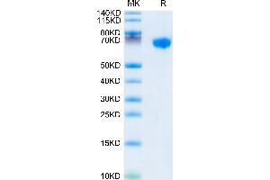 Rhesus macaque LILRB1 on Tris-Bis PAGE under reduced conditions. (LILRB1 Protein (AA 17-456) (Fc Tag))