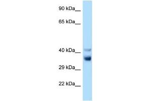 WB Suggested Anti-Nek7 Antibody Titration: 1.