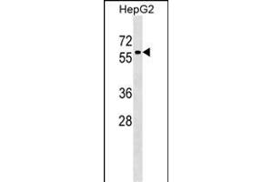 ZN Antibody (Center) (ABIN1537958 and ABIN2849450) western blot analysis in HepG2 cell line lysates (35 μg/lane). (ZNF419 Antikörper  (AA 176-202))