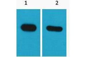 Western Blotting (WB) image for anti-CBP Tag antibody (ABIN3178679) (CBP Tag Antikörper)