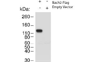 Western Blot of Rabbit anti-Bach2 antibody. (BACH2 Antikörper  (N-Term))