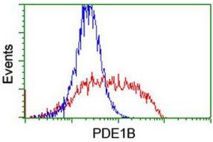 HEK293T cells transfected with either RC206588 overexpress plasmid (Red) or empty vector control plasmid (Blue) were immunostained by anti-PDE1B antibody (ABIN2454884), and then analyzed by flow cytometry. (PDE1B Antikörper)