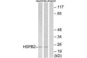 Western Blotting (WB) image for anti-Heat Shock 27kDa Protein 2 (HSPB2) (C-Term) antibody (ABIN1850392)