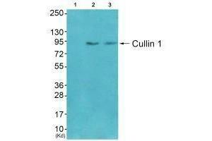 Western blot analysis of extracts from CoLo cells (Lane 2) and 3T3 cells (Lane 3), using Cullin 1 antiobdy. (Cullin 1 Antikörper)